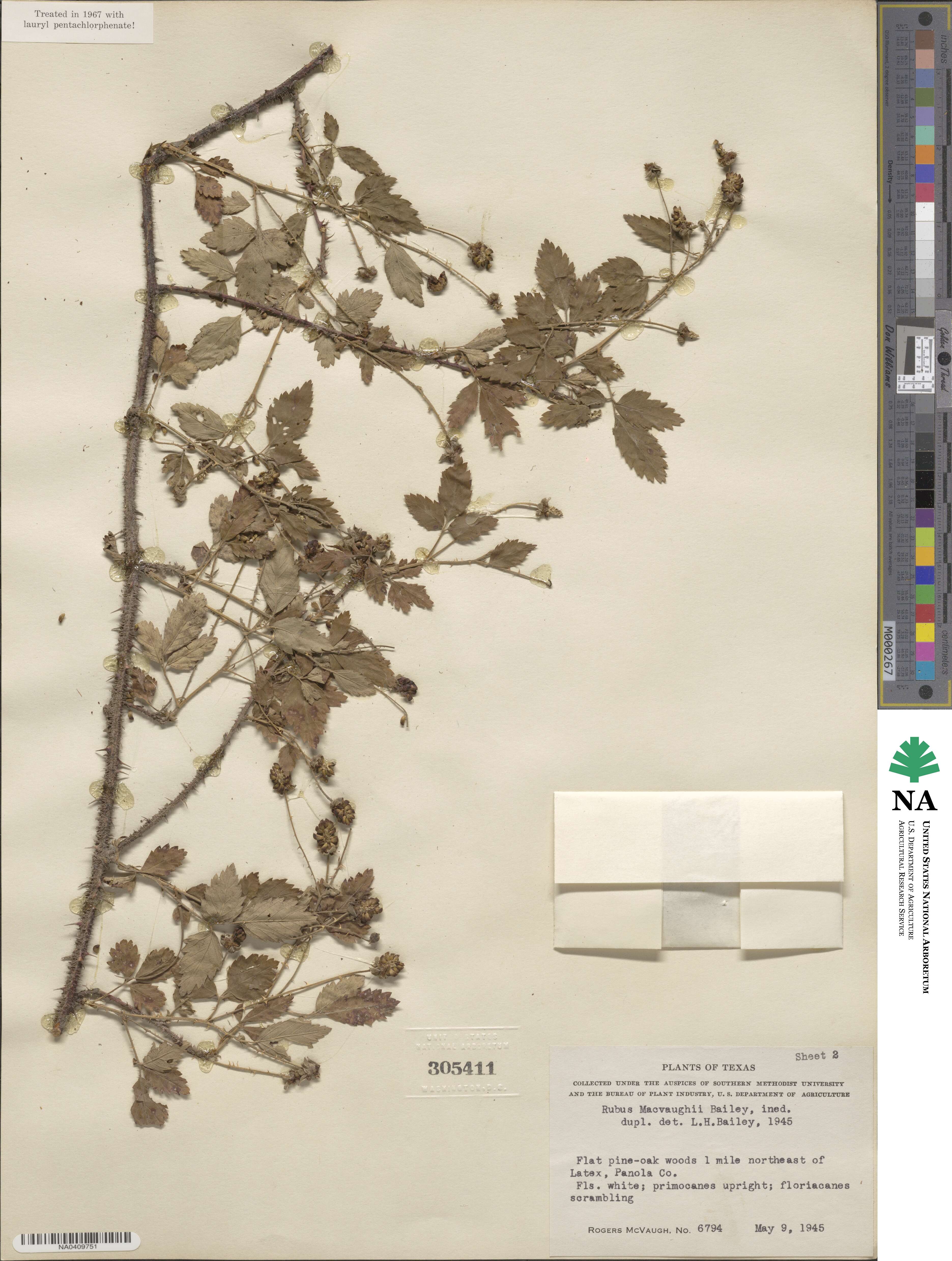 Rubus macvaughii image