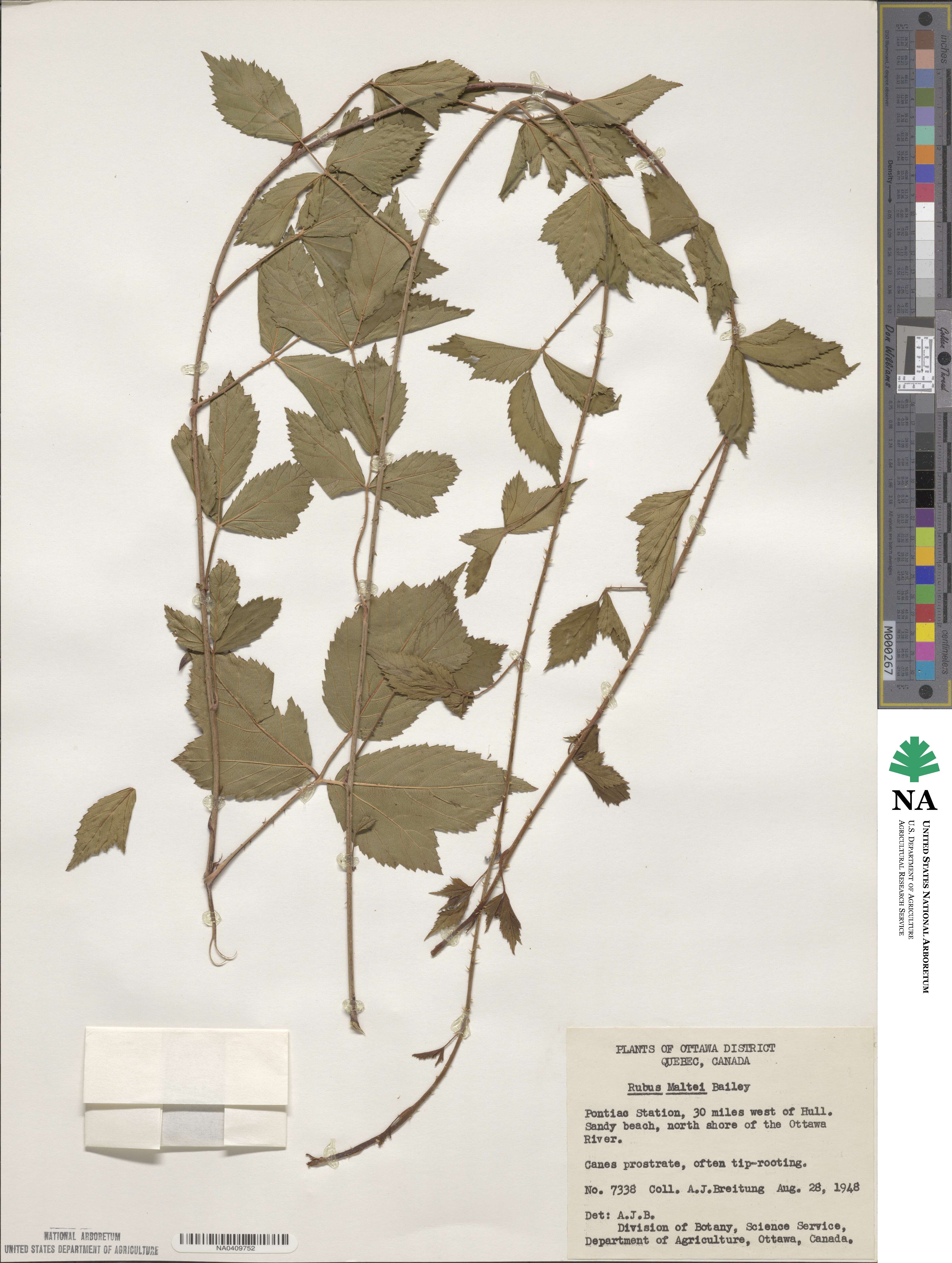 Rubus flagellaris image