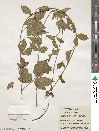 Rubus flagellaris image