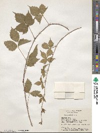 Rubus flagellaris image