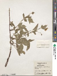 Rubus flagellaris image