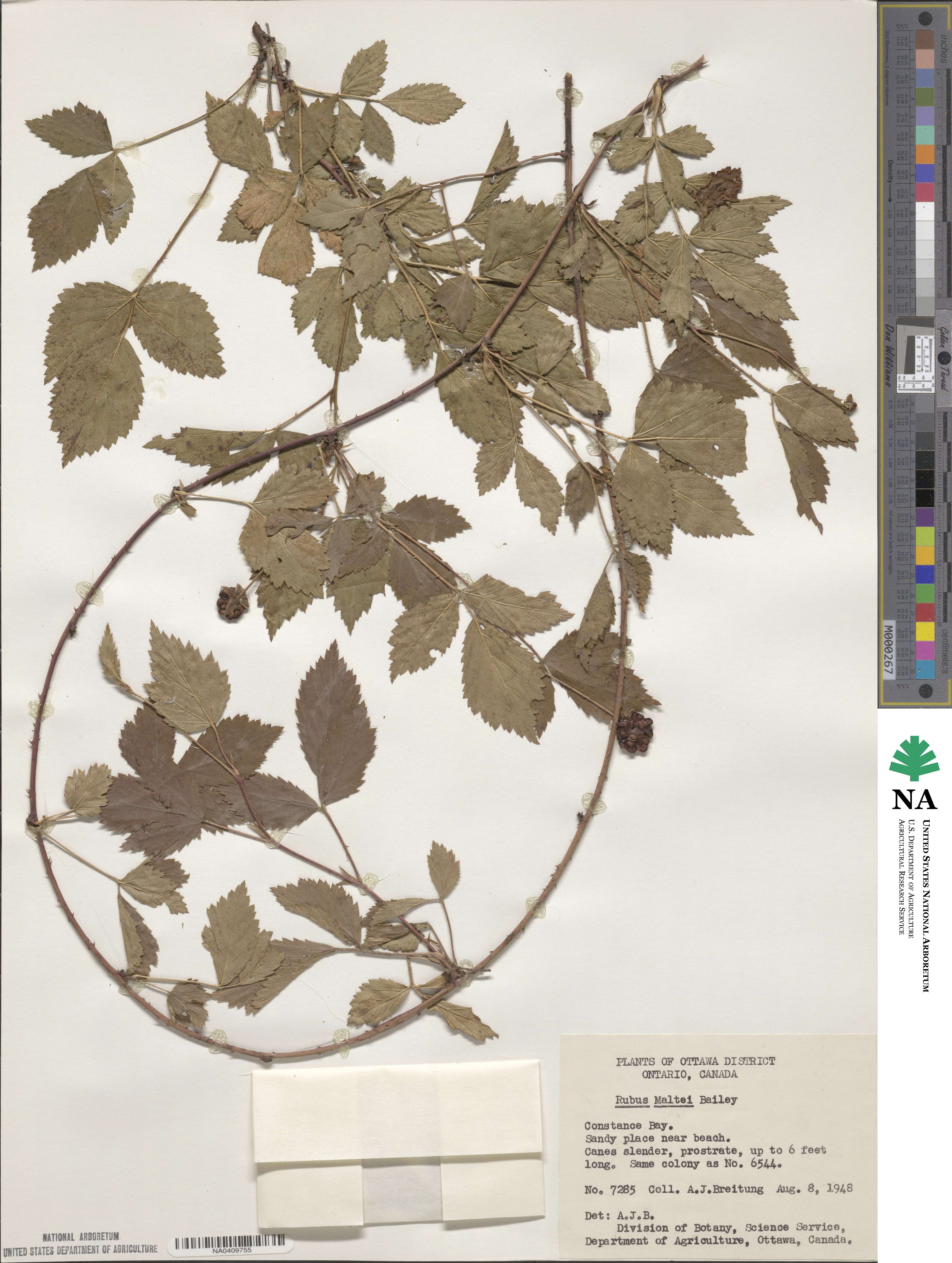 Rubus flagellaris image