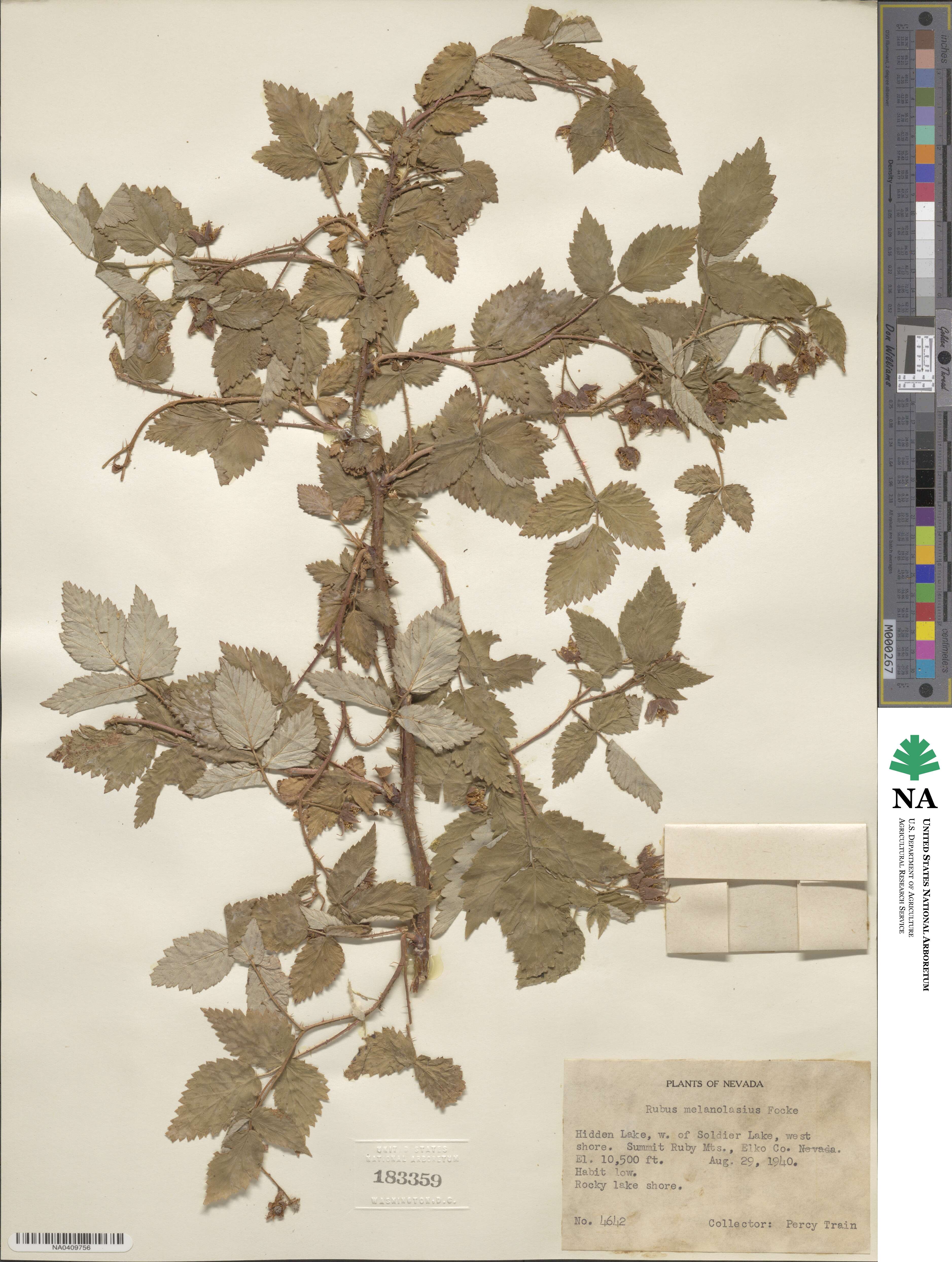 Rubus idaeus subsp. melanolasius image