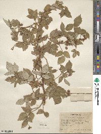 Rubus idaeus subsp. melanolasius image