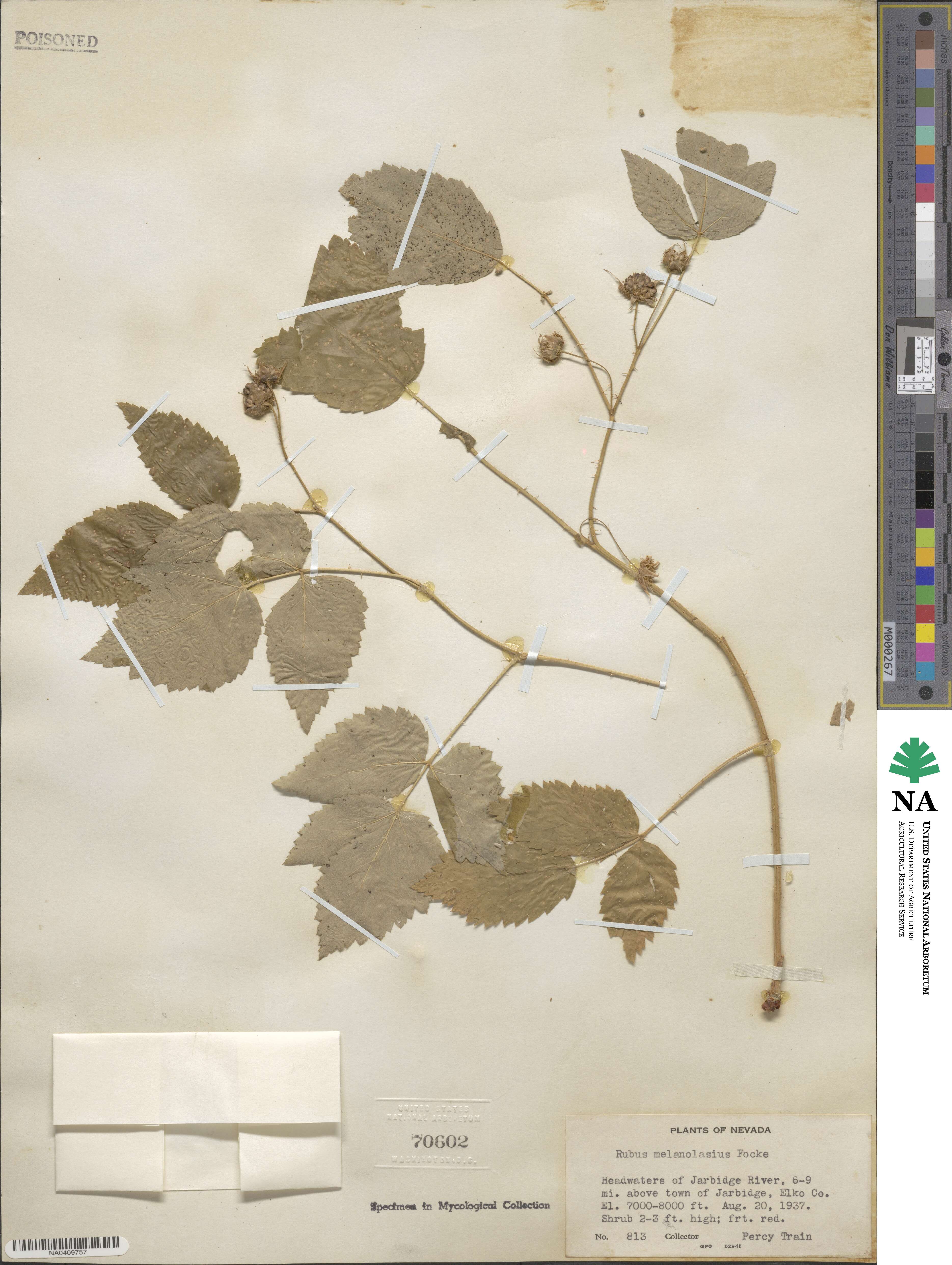 Rubus idaeus subsp. melanolasius image