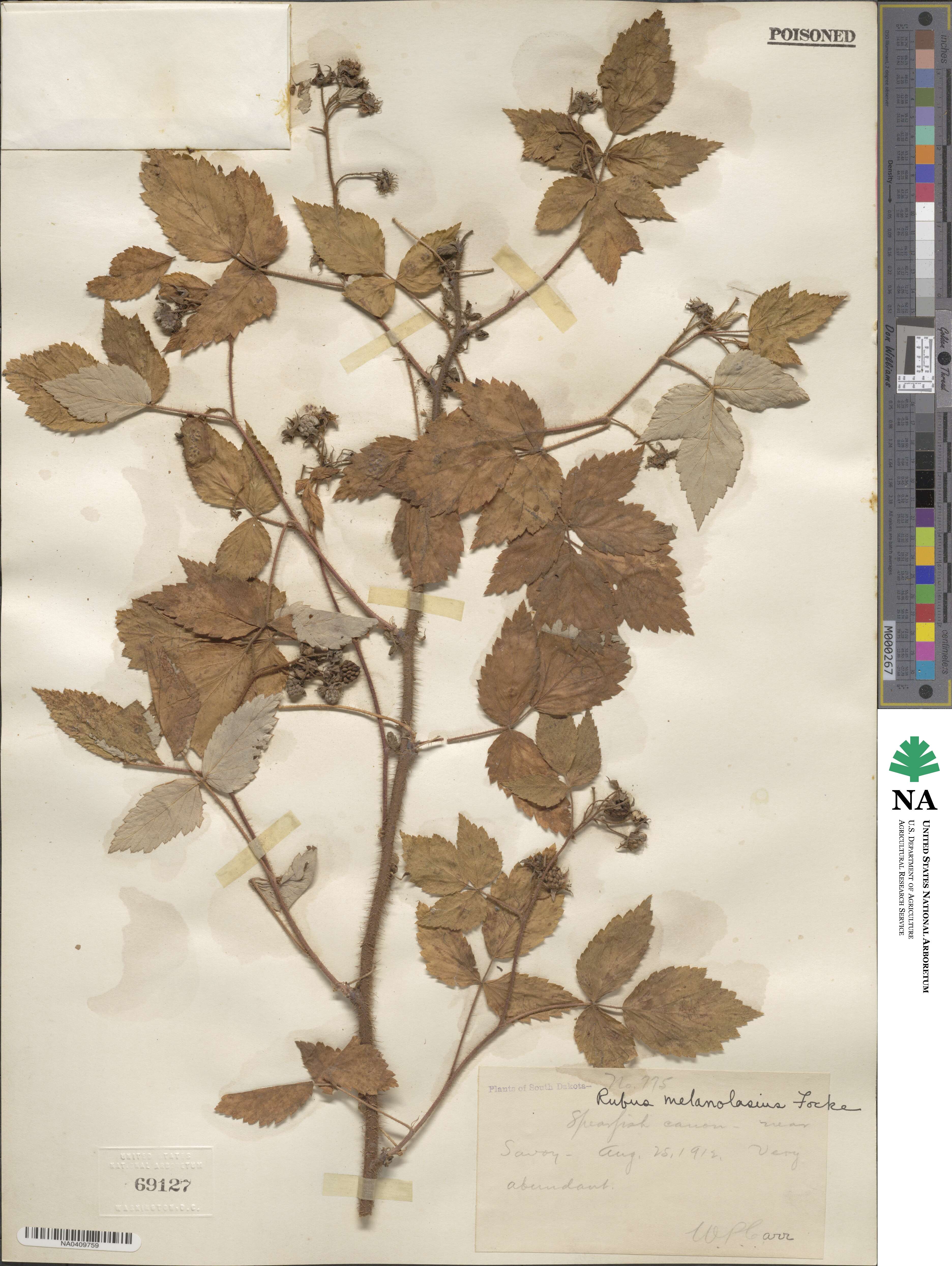 Rubus idaeus subsp. melanolasius image