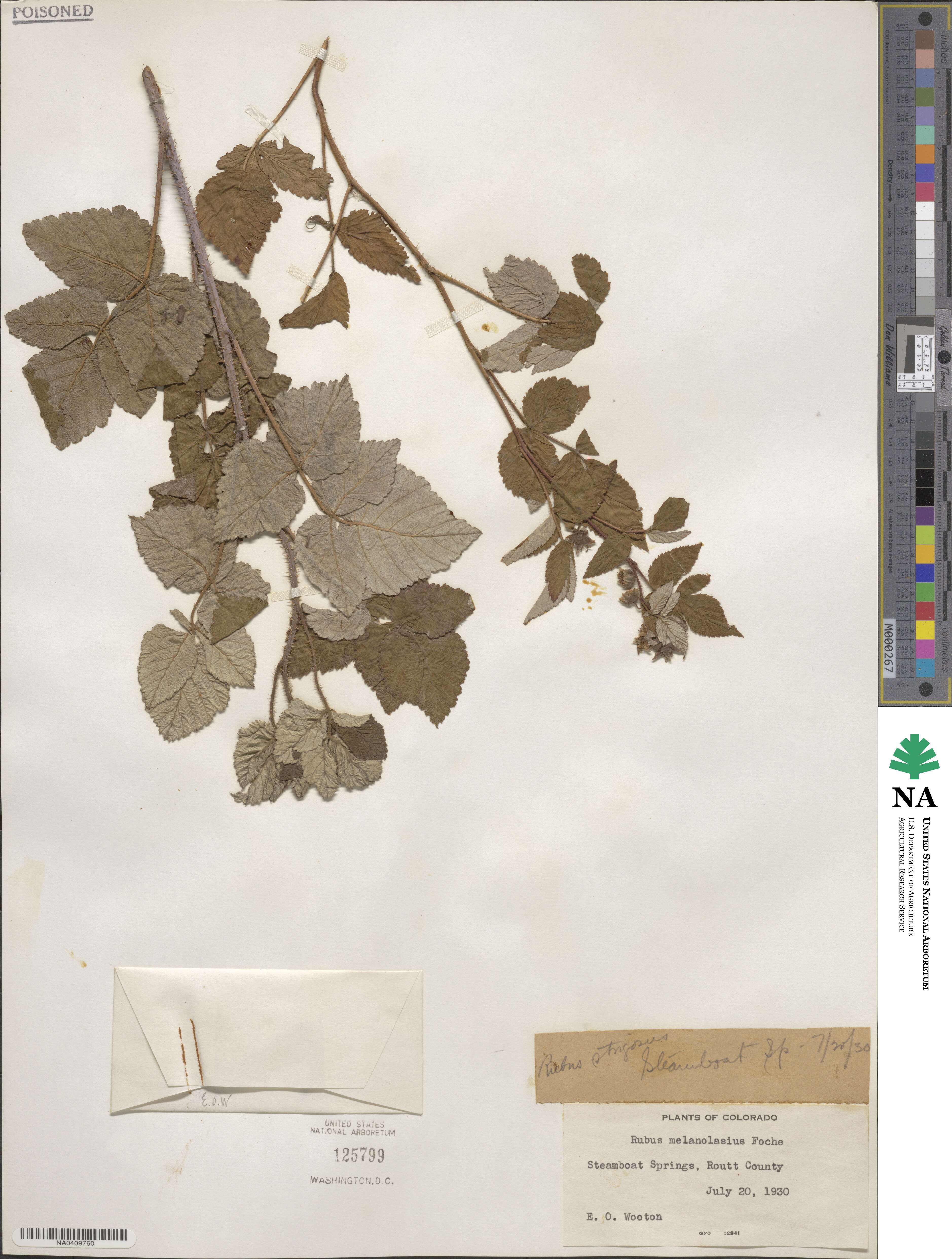 Rubus idaeus subsp. melanolasius image