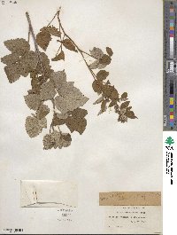 Rubus idaeus image