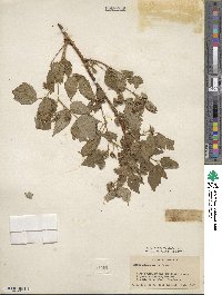 Rubus idaeus image