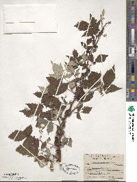 Rubus idaeus image