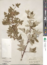 Rubus idaeus subsp. melanolasius image