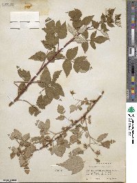 Rubus idaeus subsp. melanolasius image