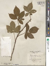 Rubus missouricus image