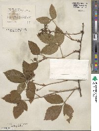 Rubus missouricus image