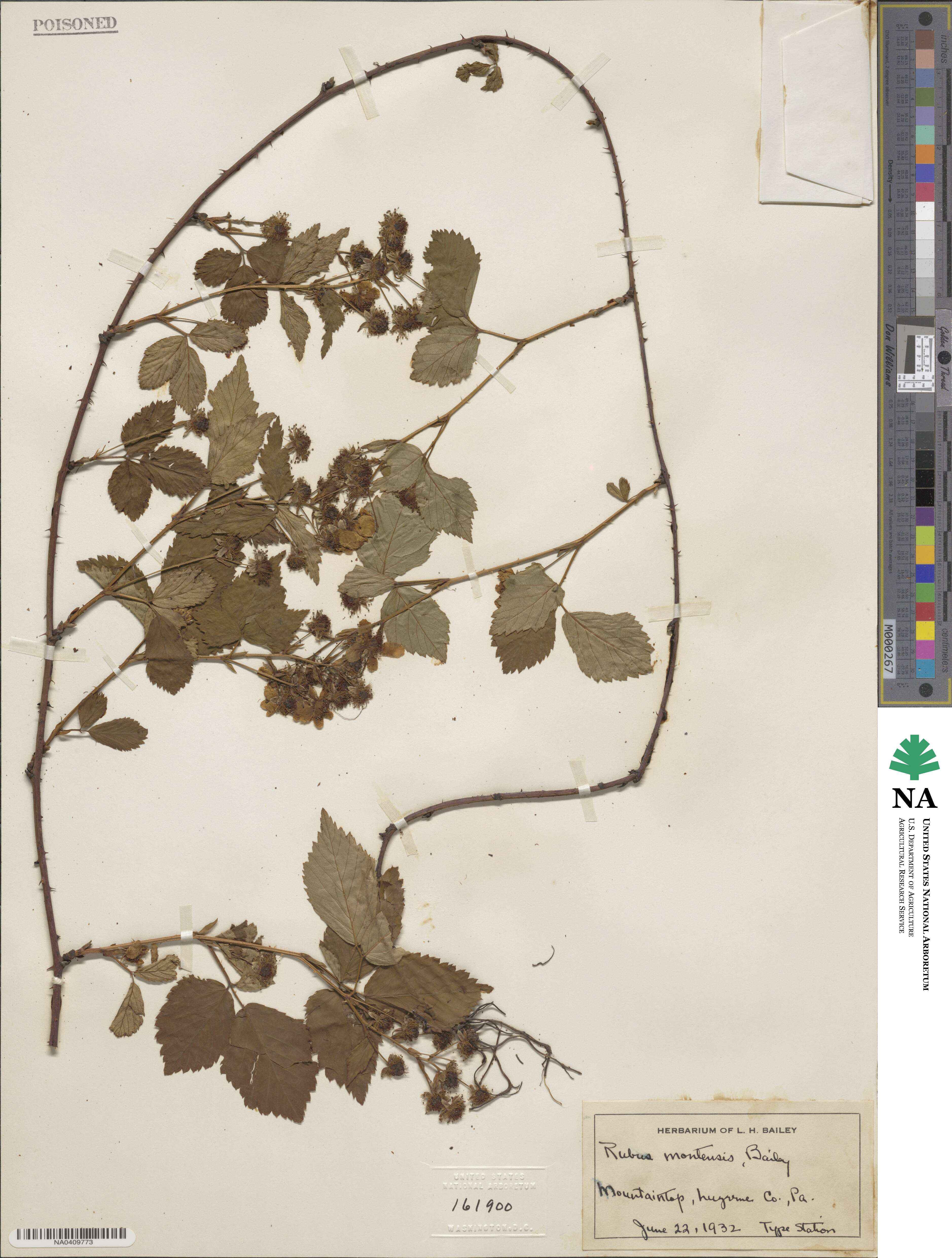 Rubus montensis image