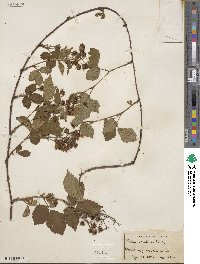 Rubus montensis image