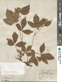 Rubus multiformis image