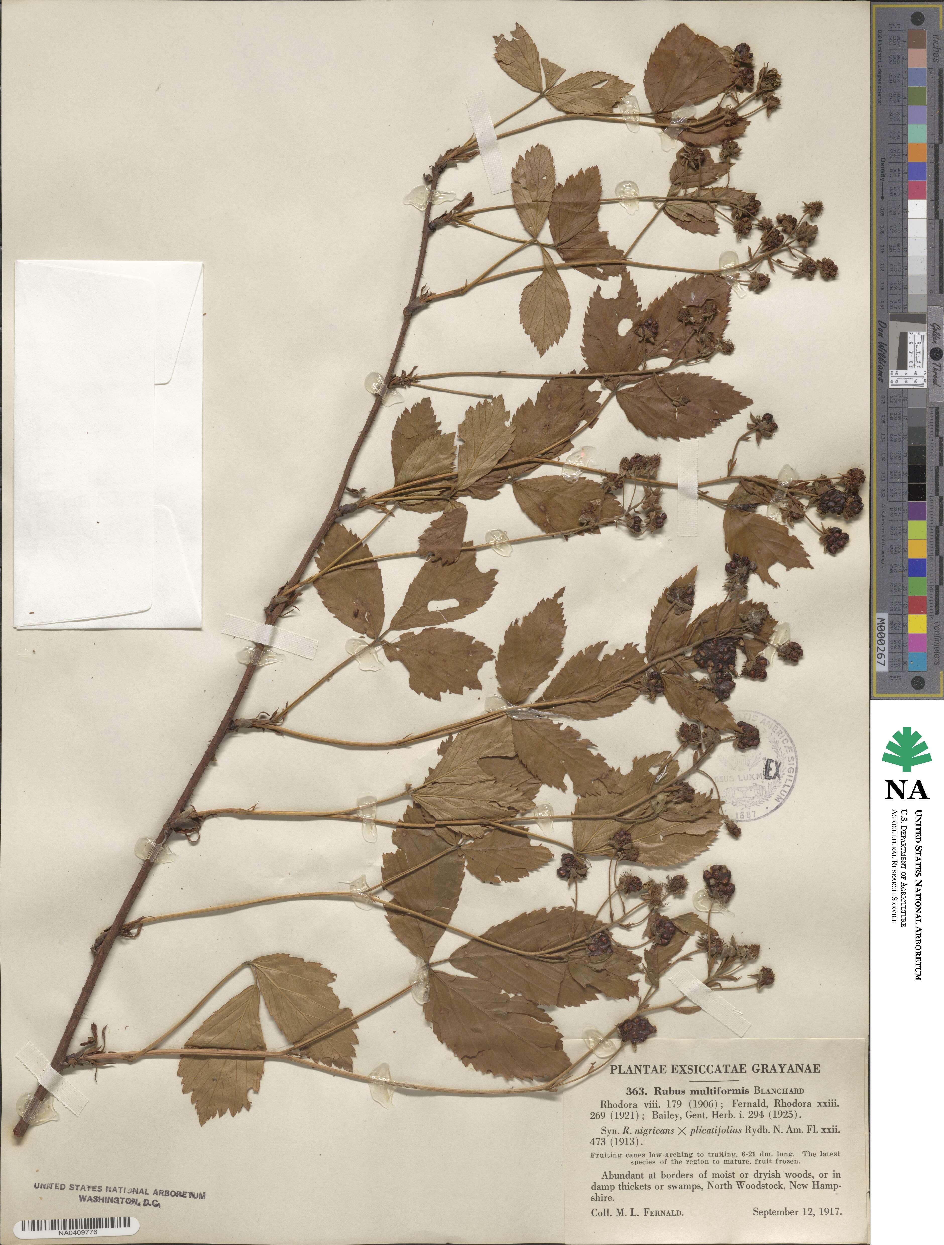 Rubus multiformis image