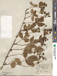 Rubus multiformis image