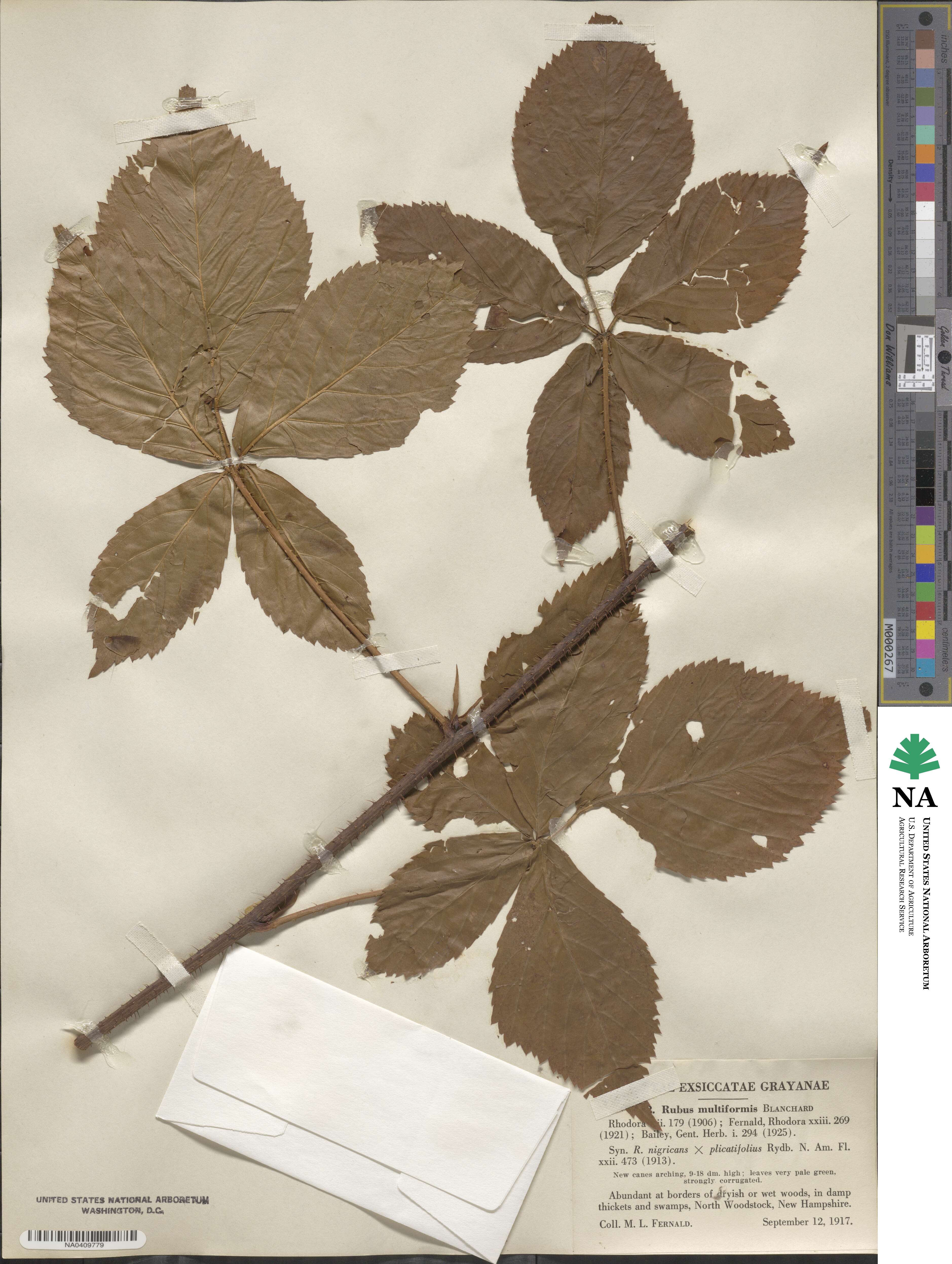 Rubus multiformis image