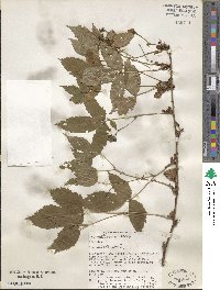 Rubus multiformis image