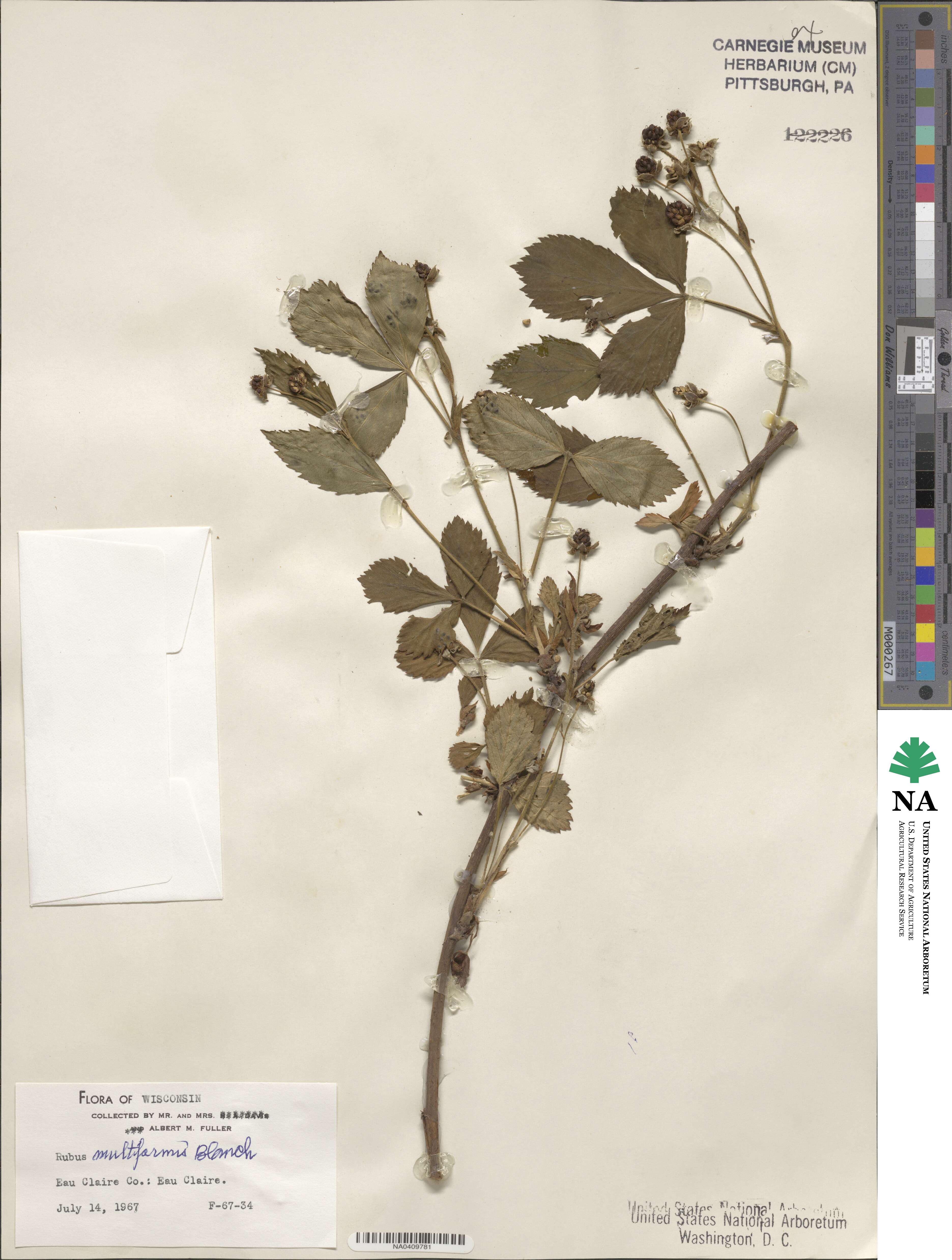 Rubus multiformis image