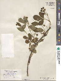 Rubus multiformis image