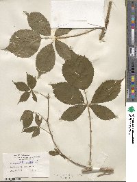 Rubus multiformis image