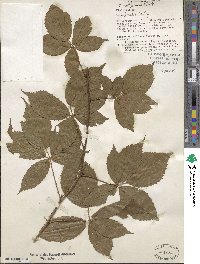 Rubus multiformis image