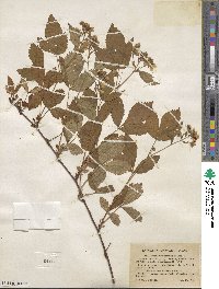 Rubus multiformis image