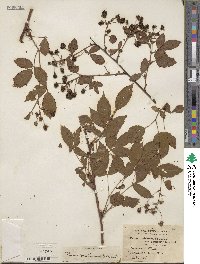 Rubus multiformis image