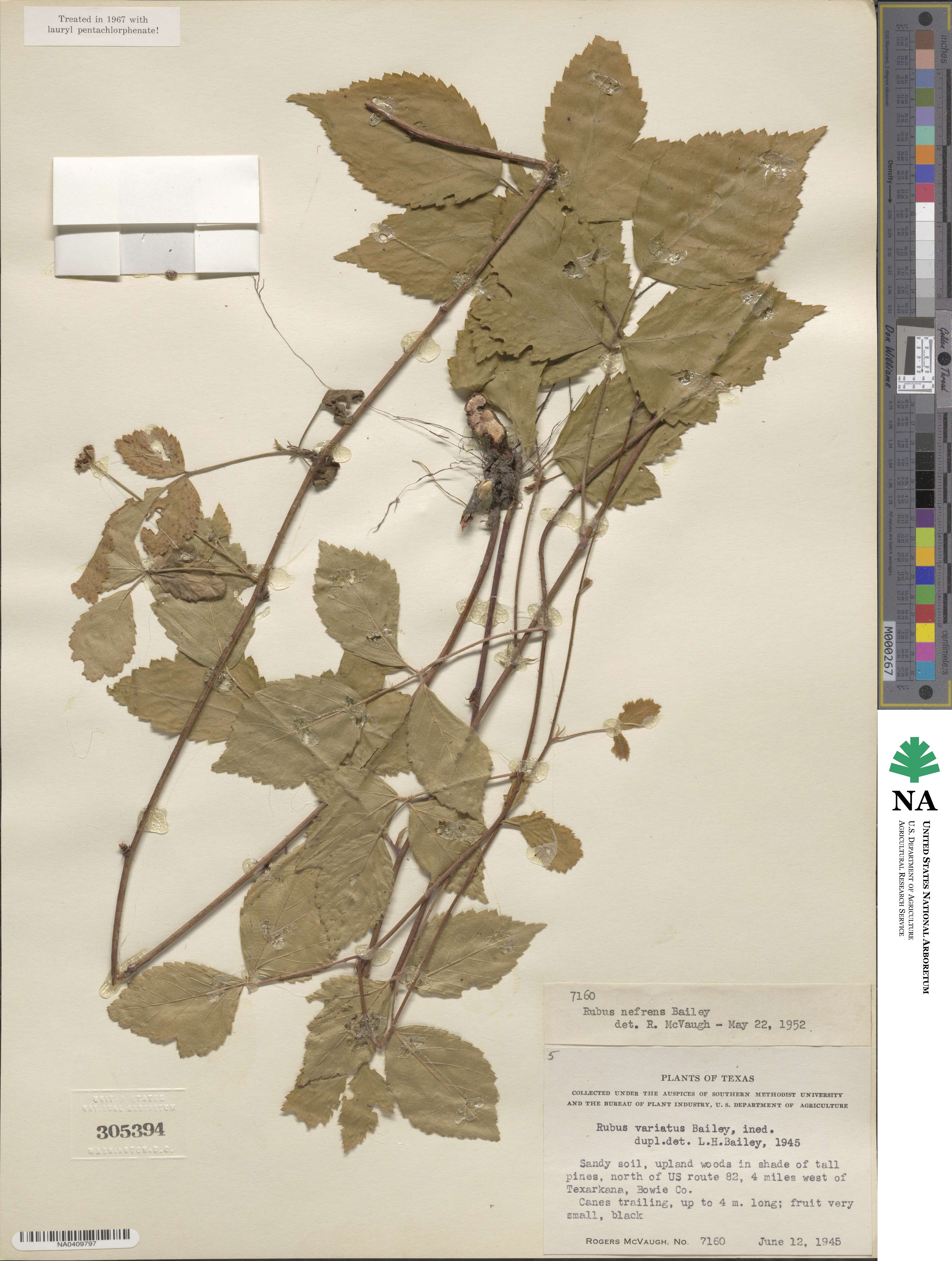 Rubus nefrens image