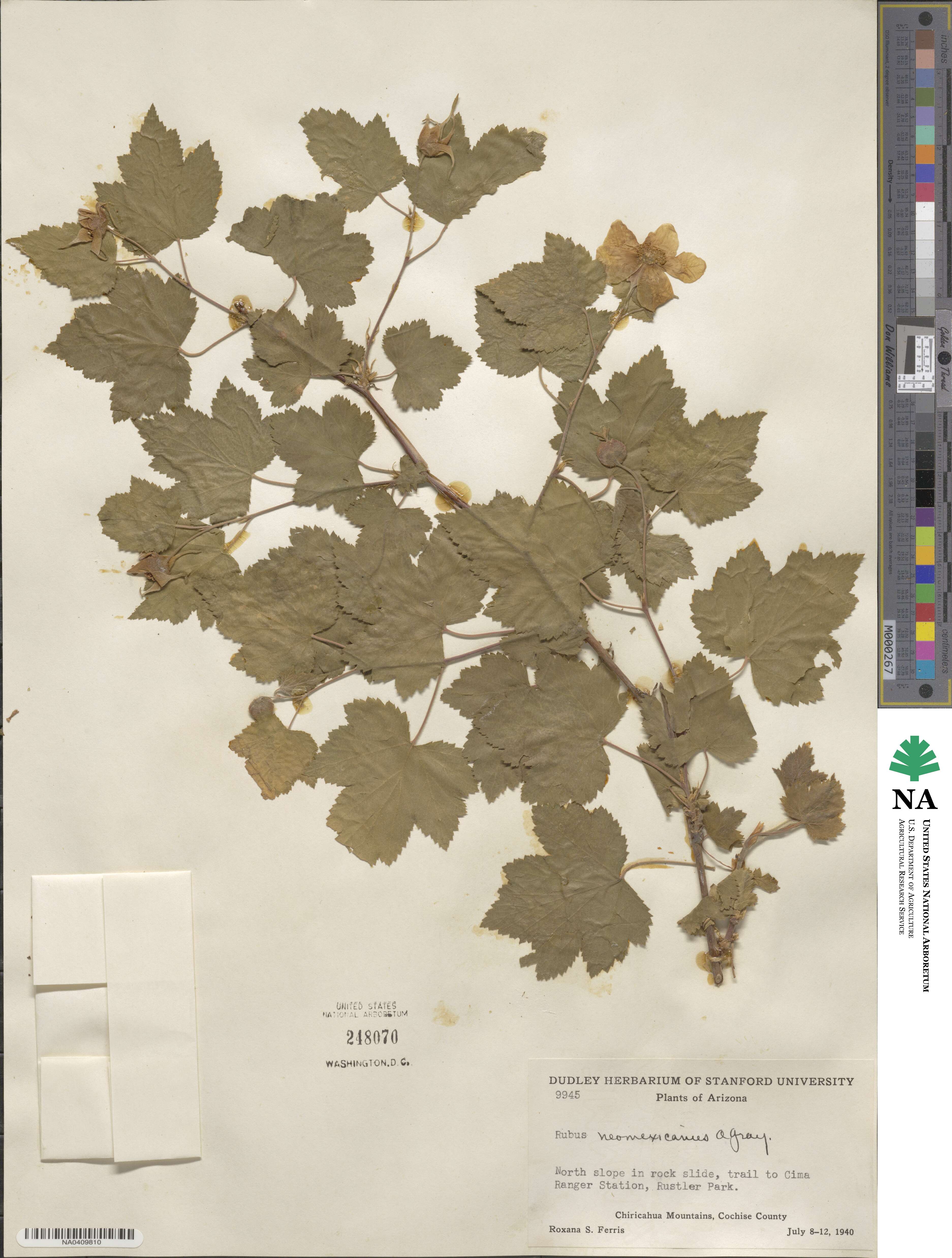 Rubus neomexicanus image