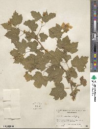 Rubus neomexicanus image