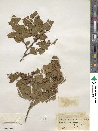 Rubus neomexicanus image