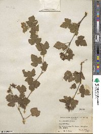 Rubus neomexicanus image