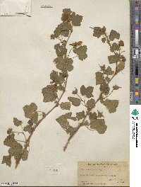 Rubus neomexicanus image