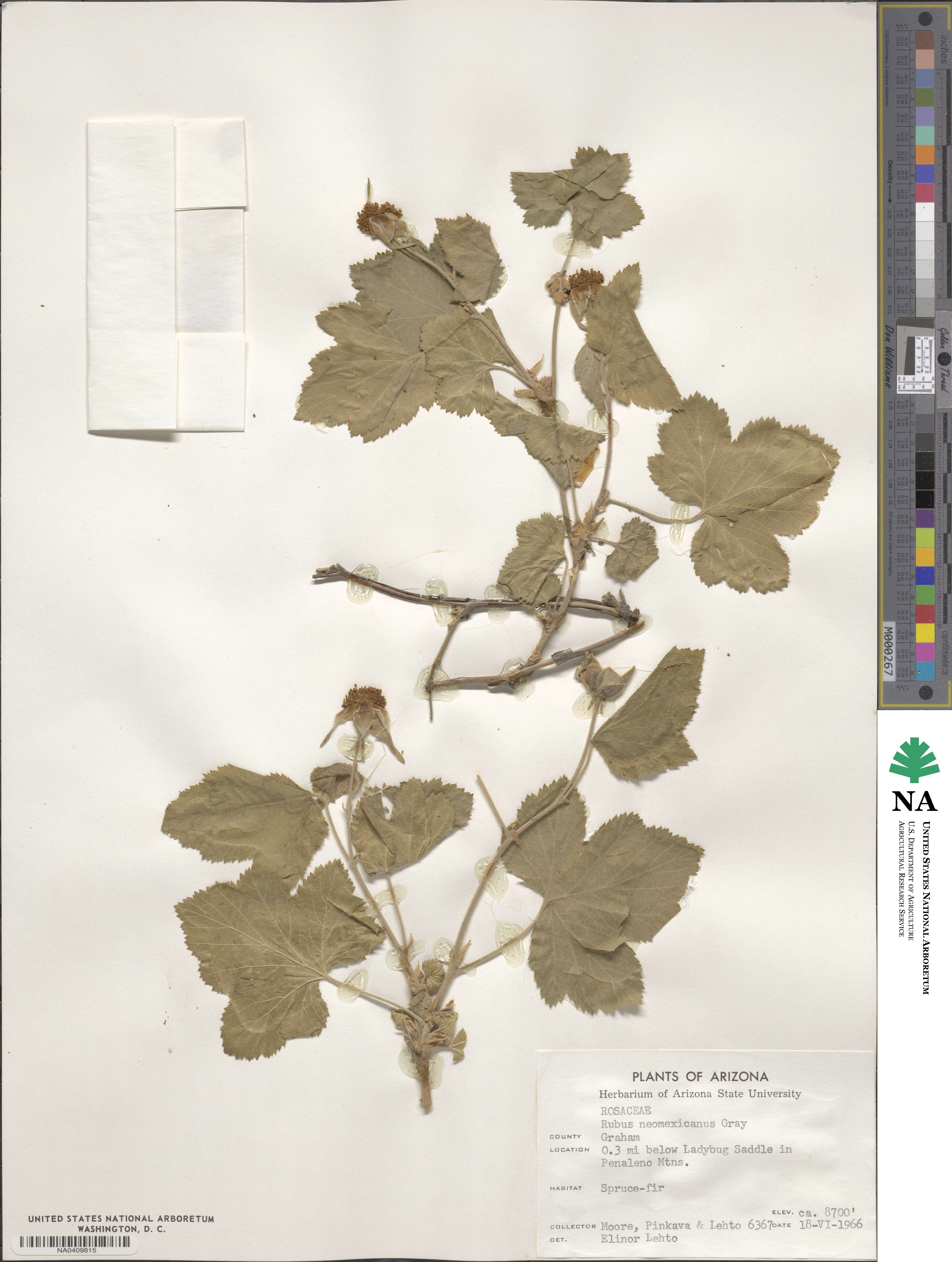 Rubus neomexicanus image