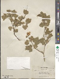 Rubus neomexicanus image