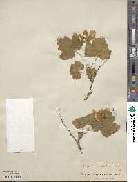 Rubus neomexicanus image