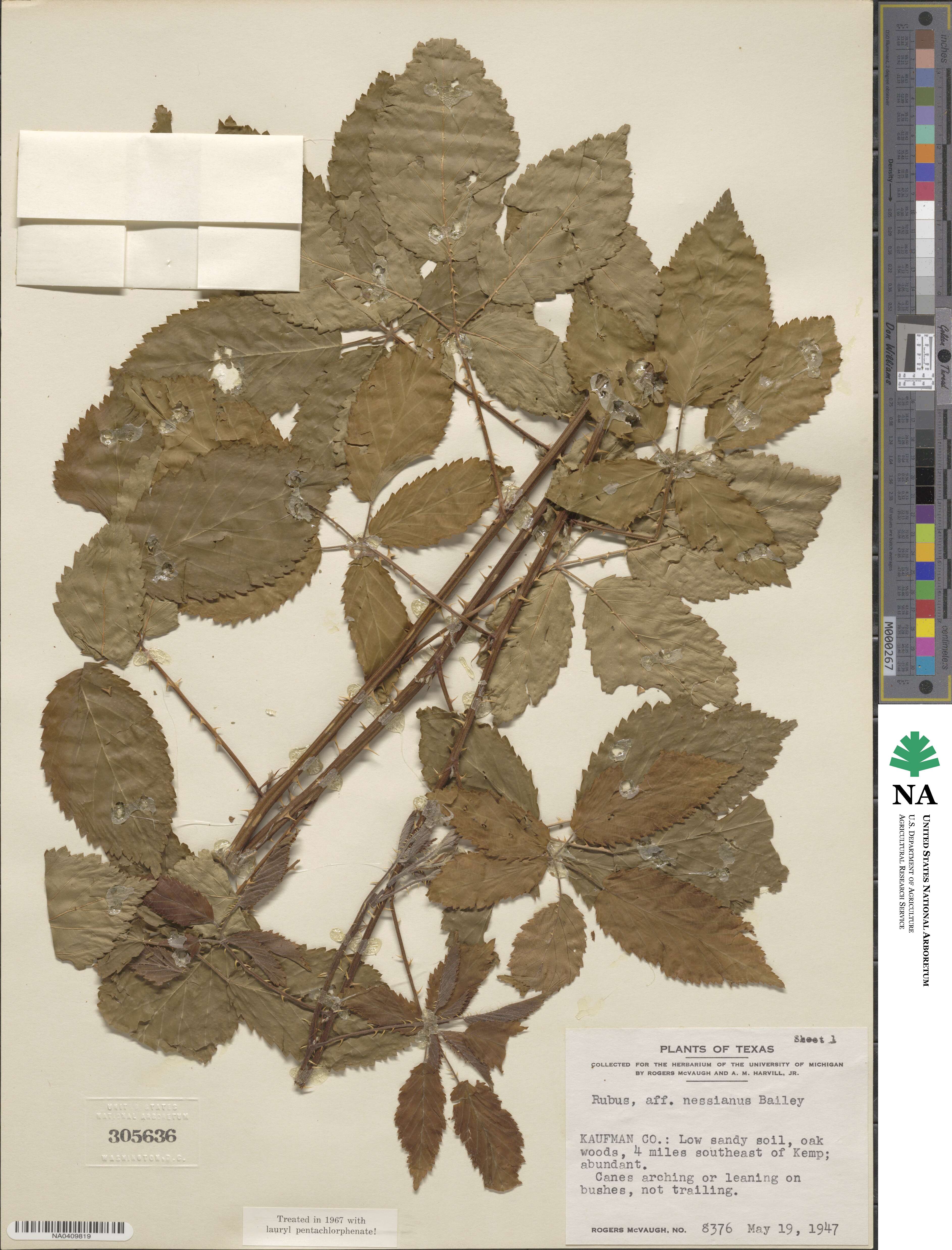 Rubus lucidus image