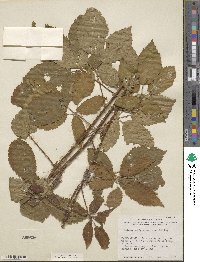 Rubus lucidus image