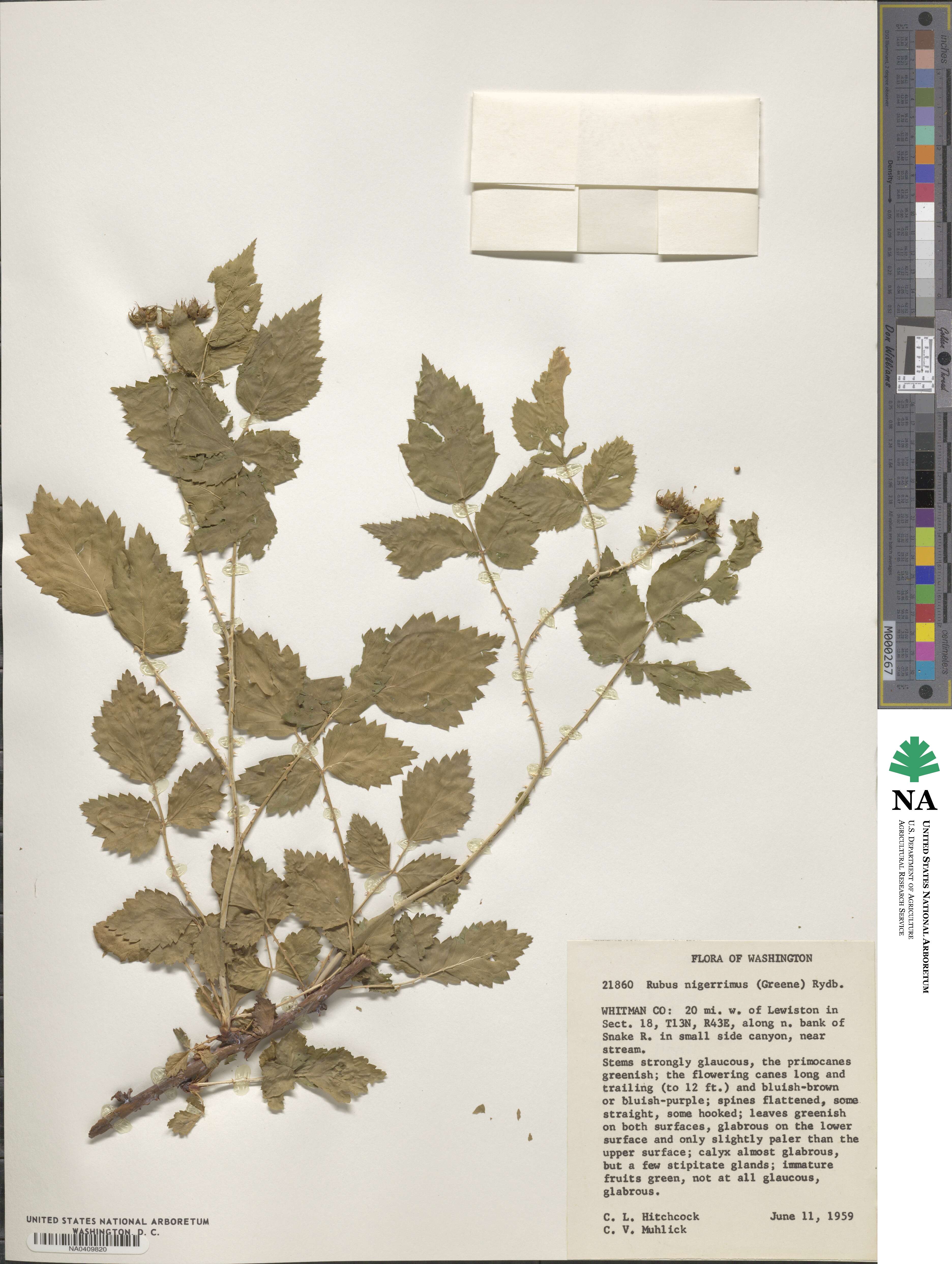 Rubus nigerrimus image