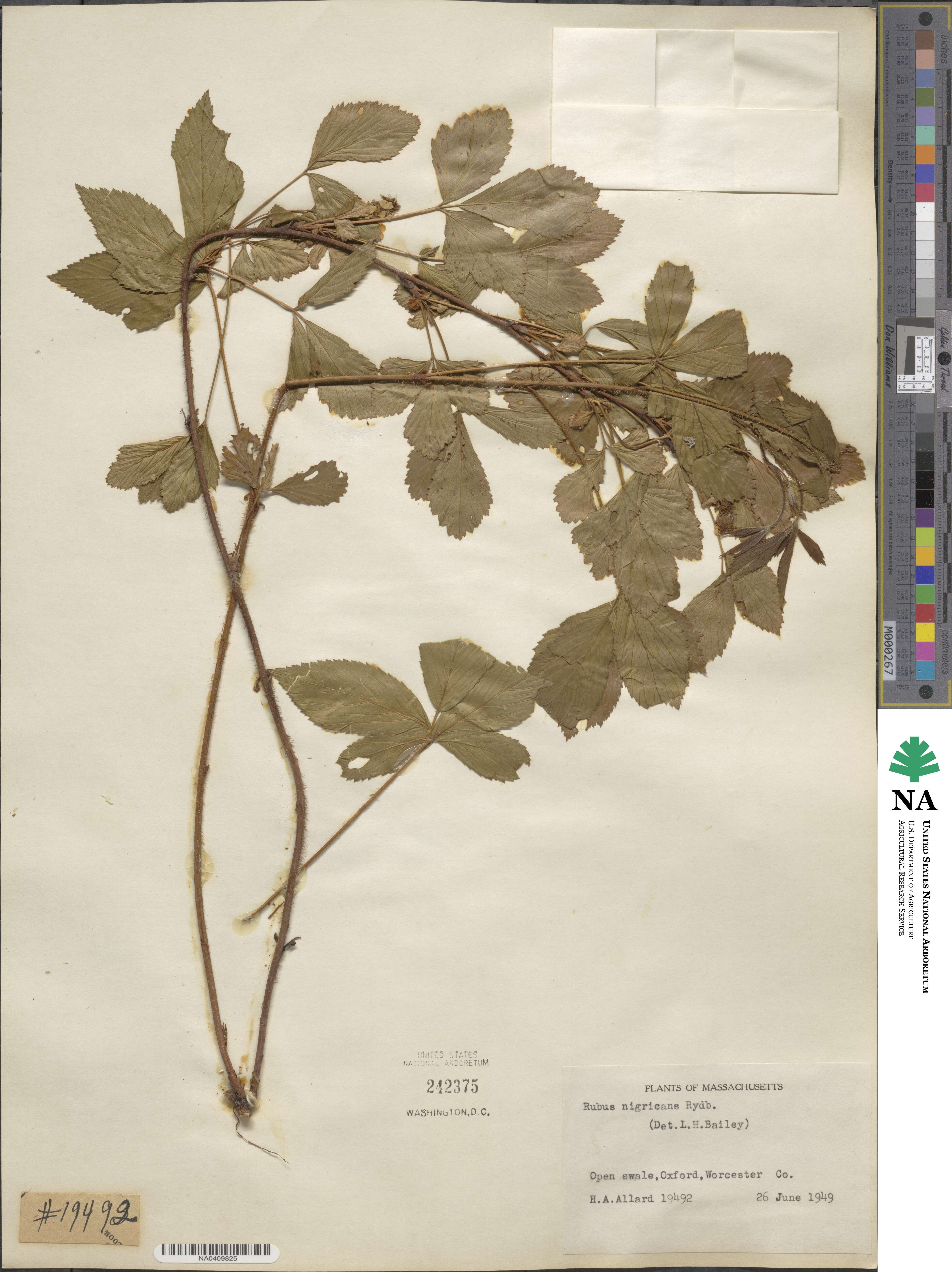 Rubus nigricans image