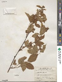 Rubus nigricans image