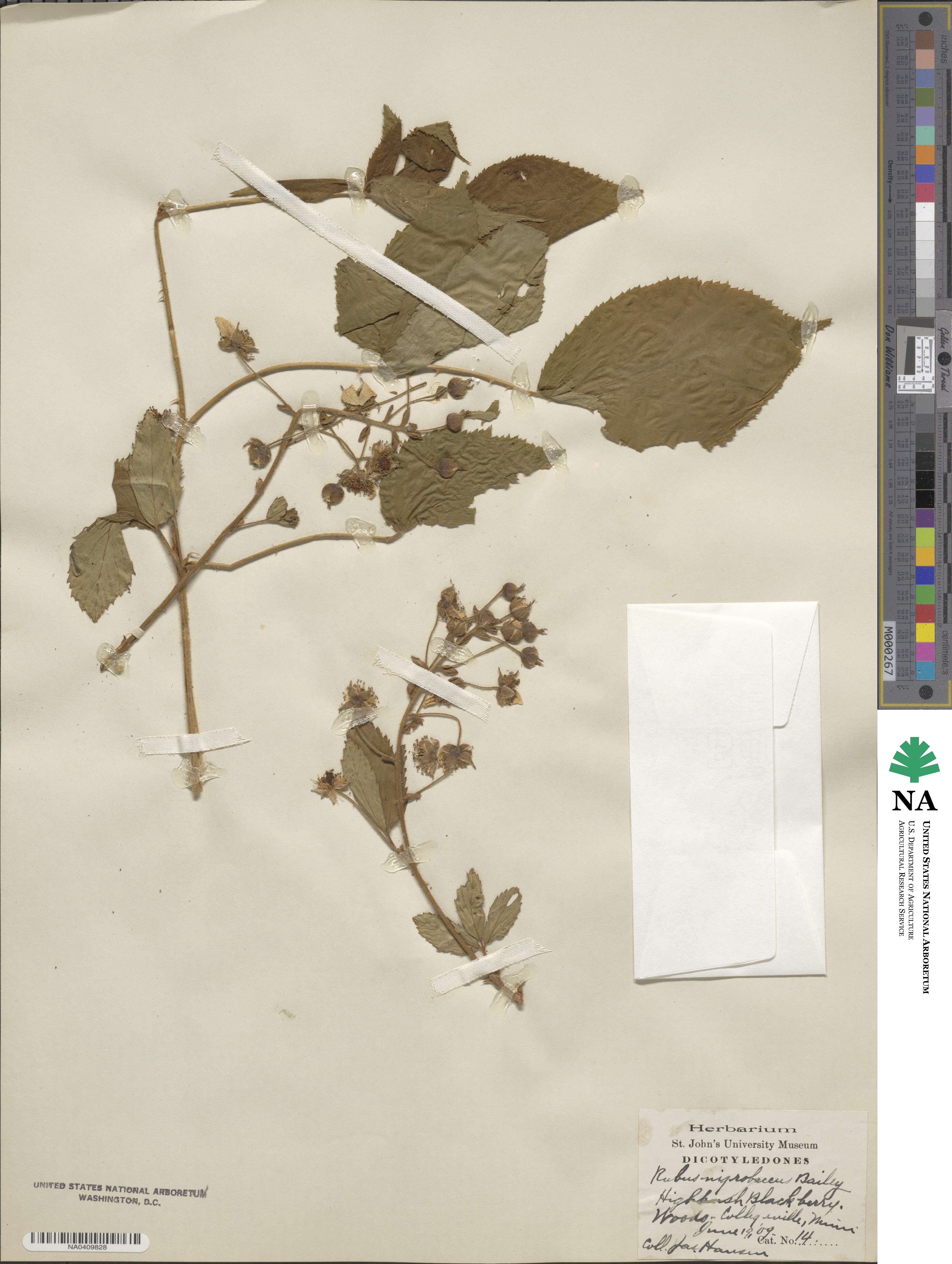 Rubus allegheniensis image