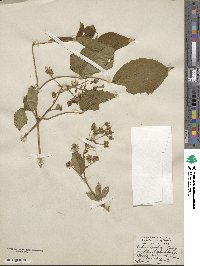 Rubus allegheniensis image