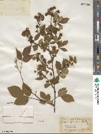 Rubus allegheniensis image