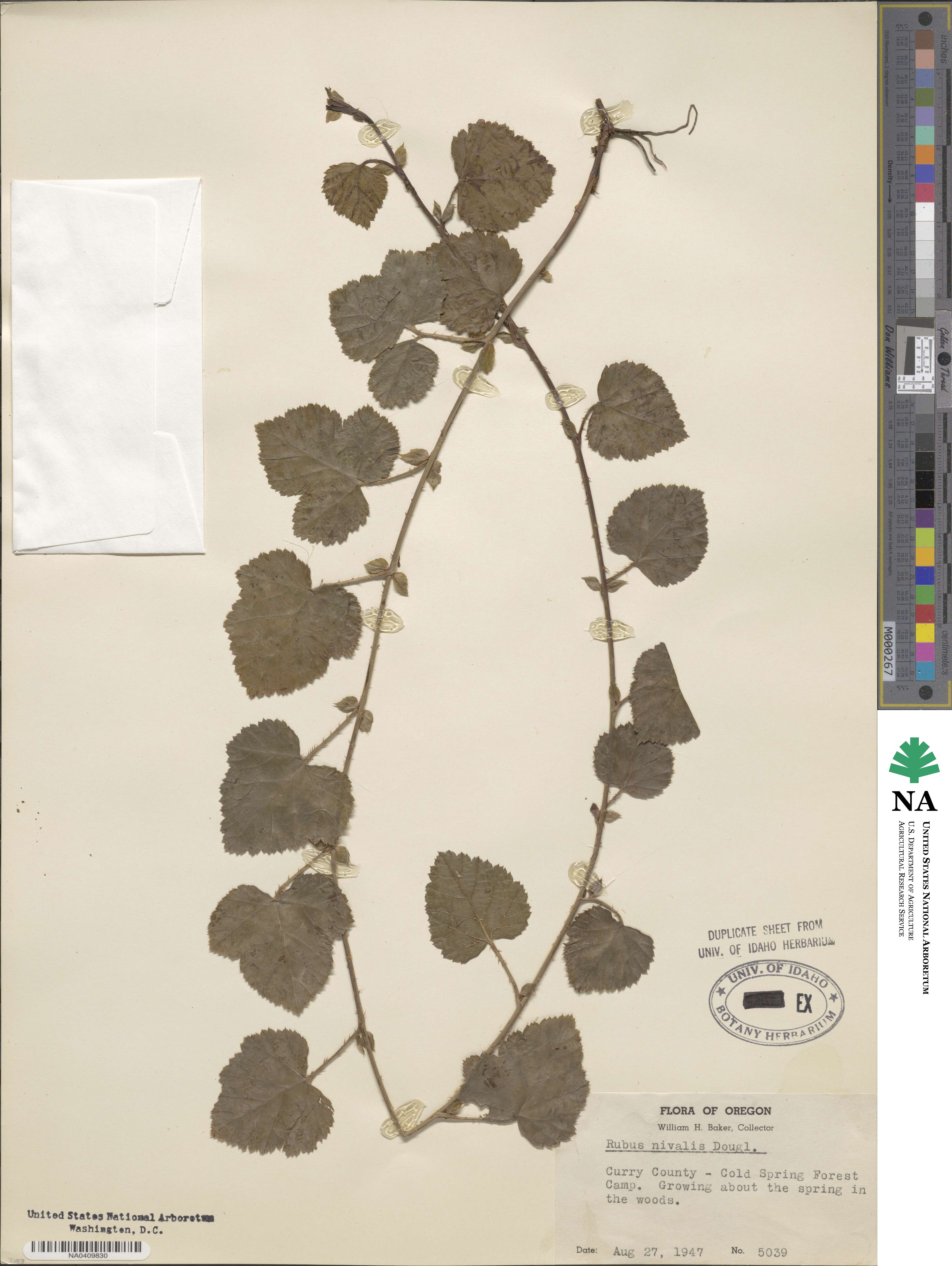 Rubus nivalis image