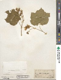 Rubus nutkanus image